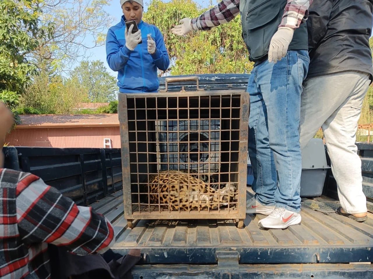 The sedated leopard was taken to a zoo.