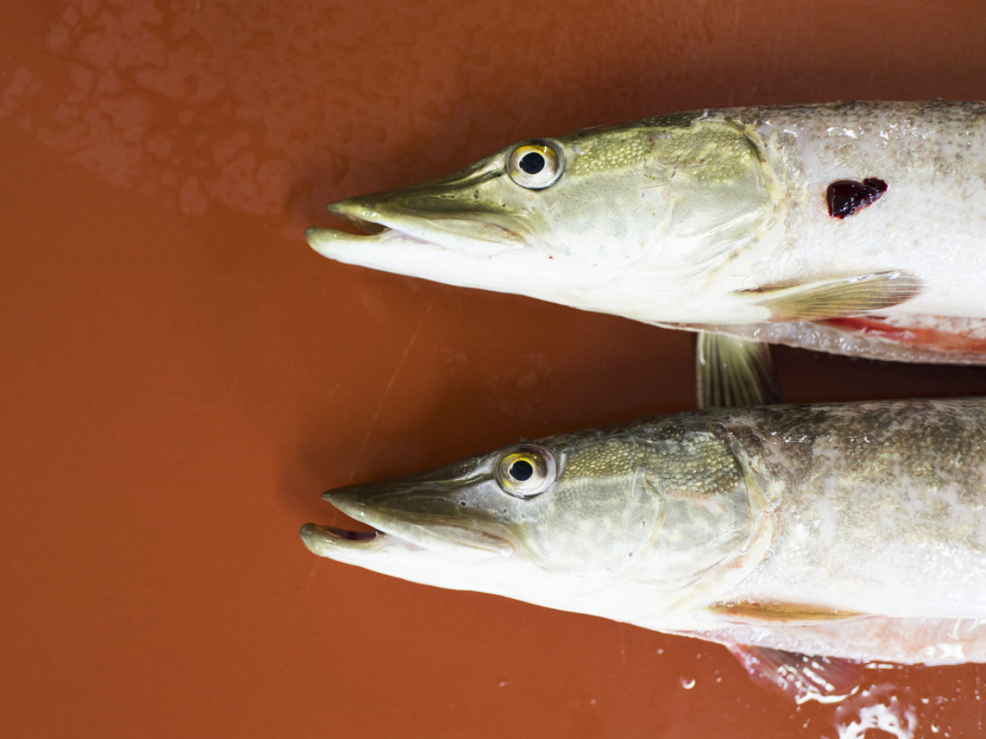 Ban on the sale of predatory fish contaminated with Pfas from Lake Zug
