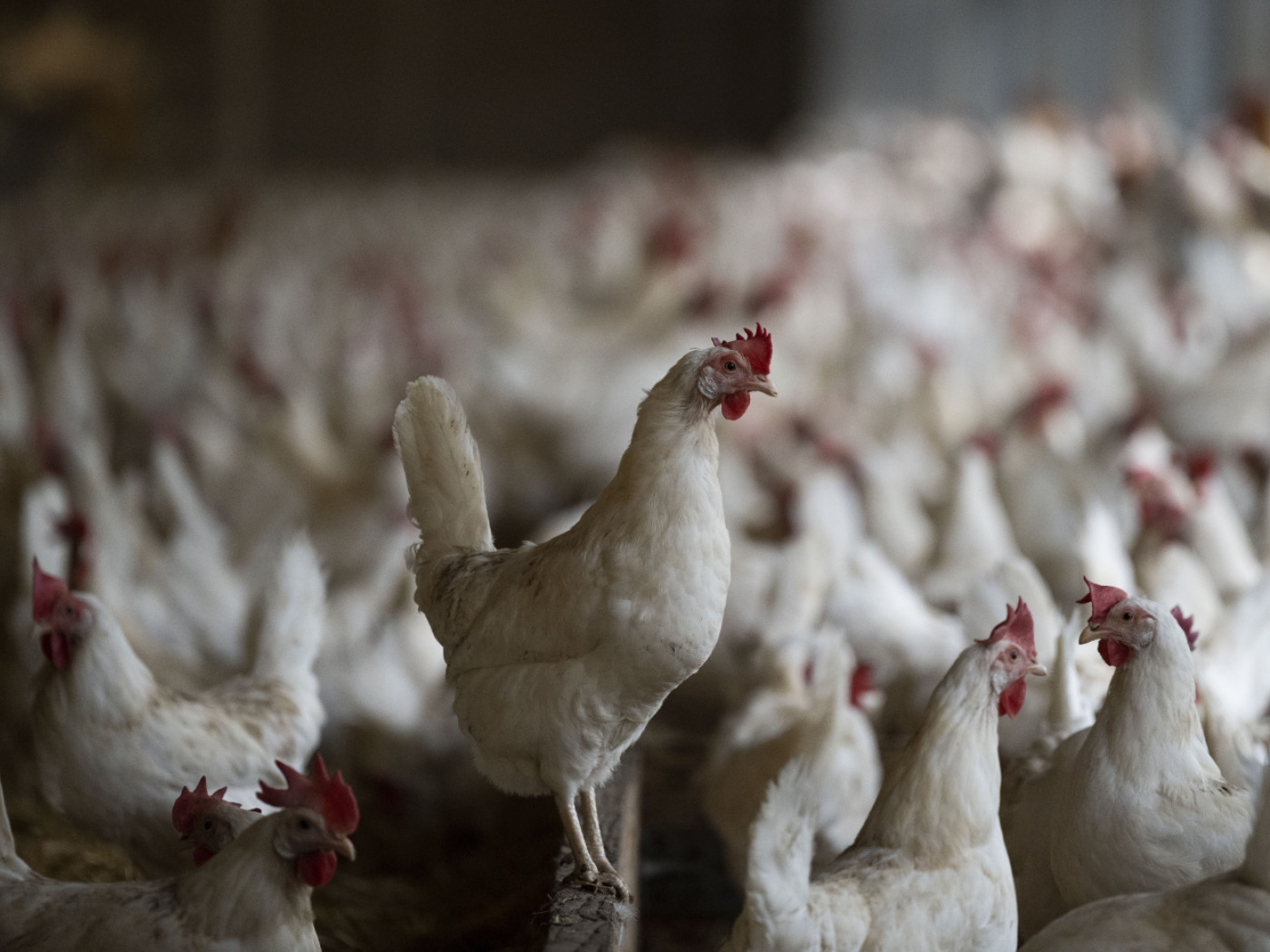 galline in allevamento intensivo