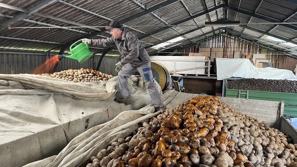 Report from the farm: Why farmer Andreas Schwab has to colour his potatoes orange.