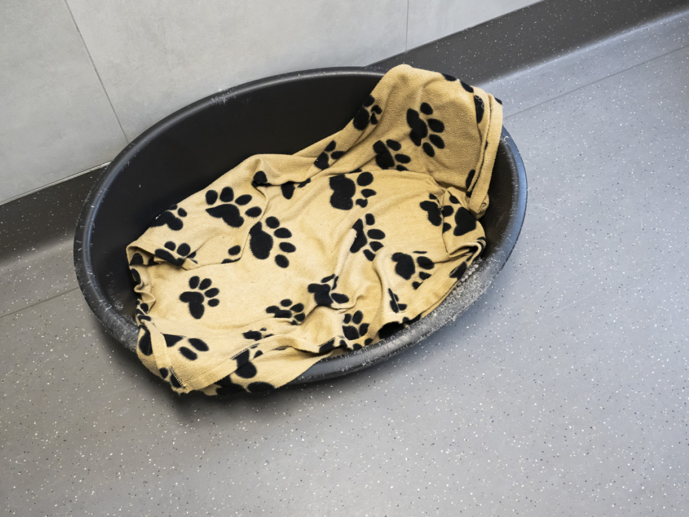 Eleven dogs die in kennels in the district of Uster ZH