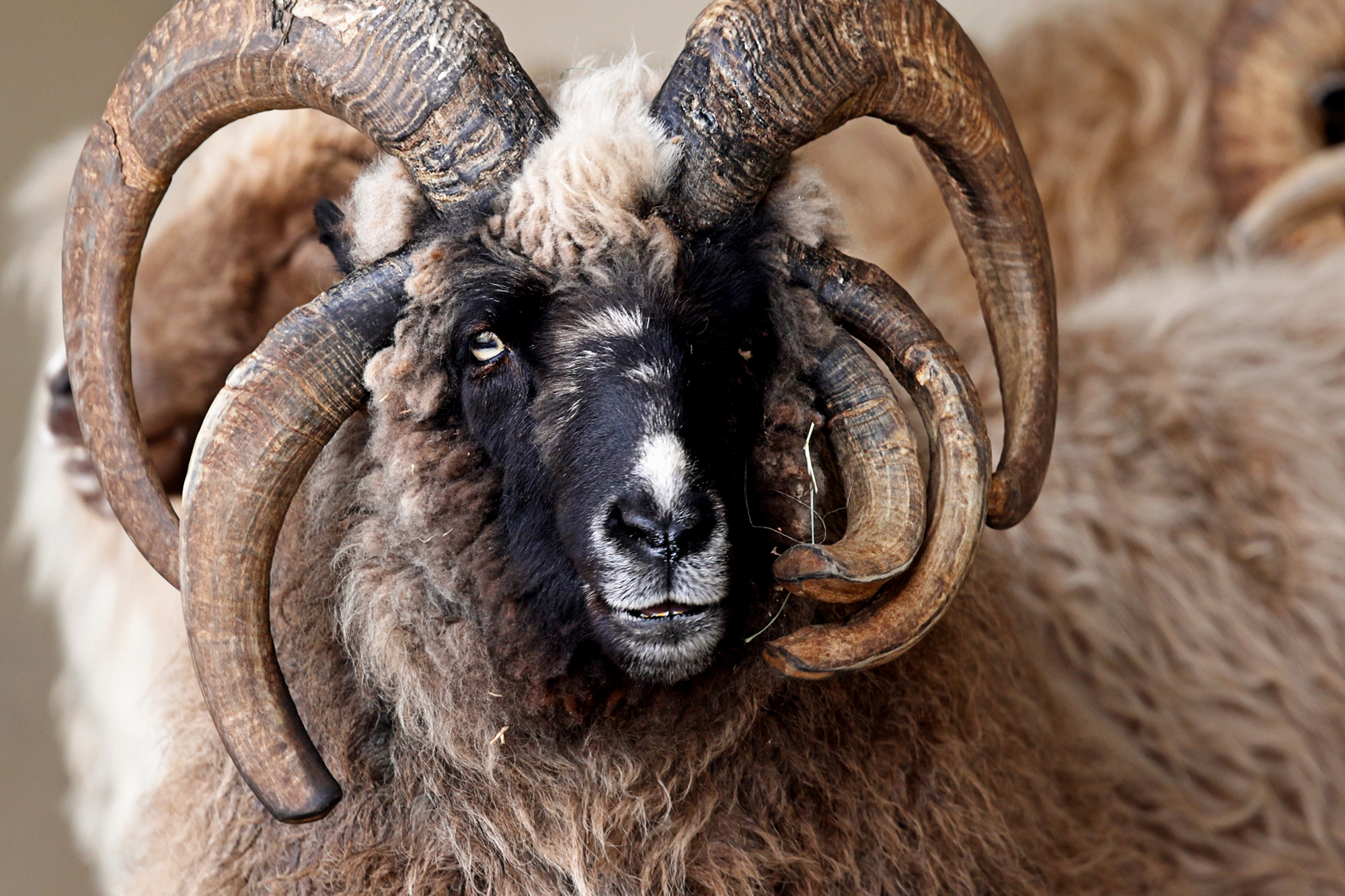 Sheep with many horns