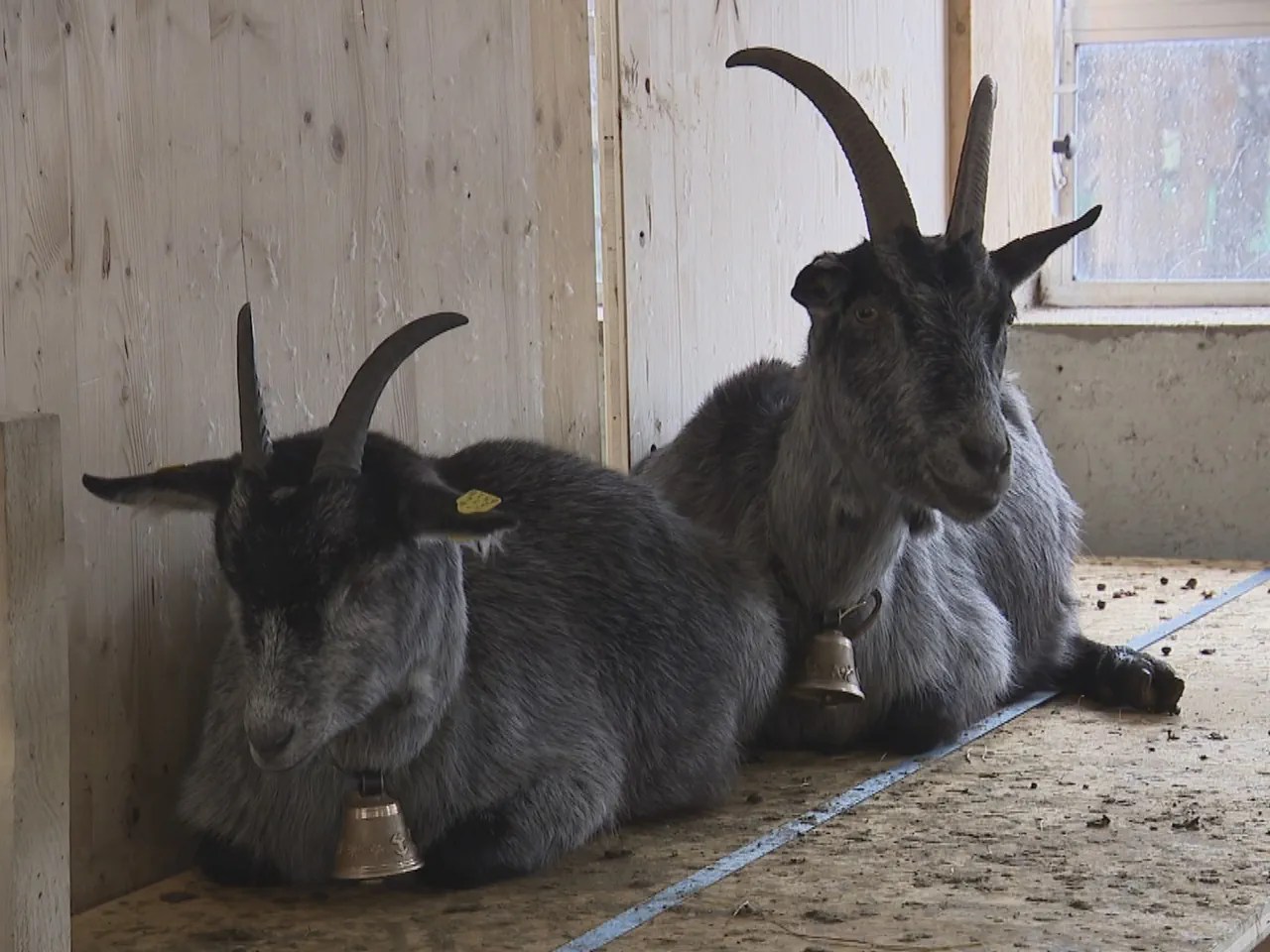 Pro Specie Rara looks after a total of 38 rare Swiss livestock breeds, such as the Capra Grigia. It believes that many of these are at risk due to the new animal breeding ordinance.