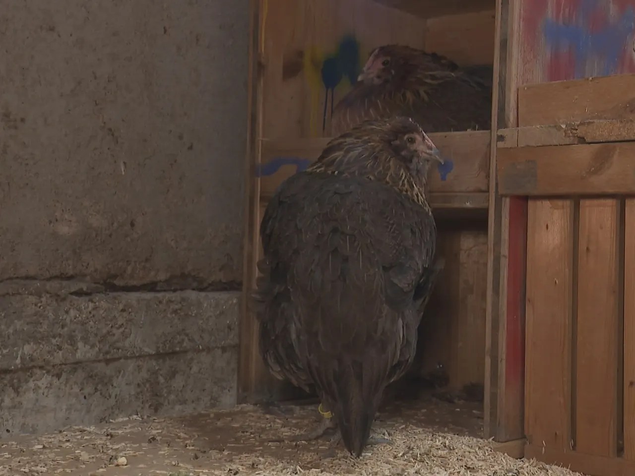 The Appenzeller Barthuhn can also count on the support of Pro Specie Rara. Horse, cow and pig breeds are also supported.