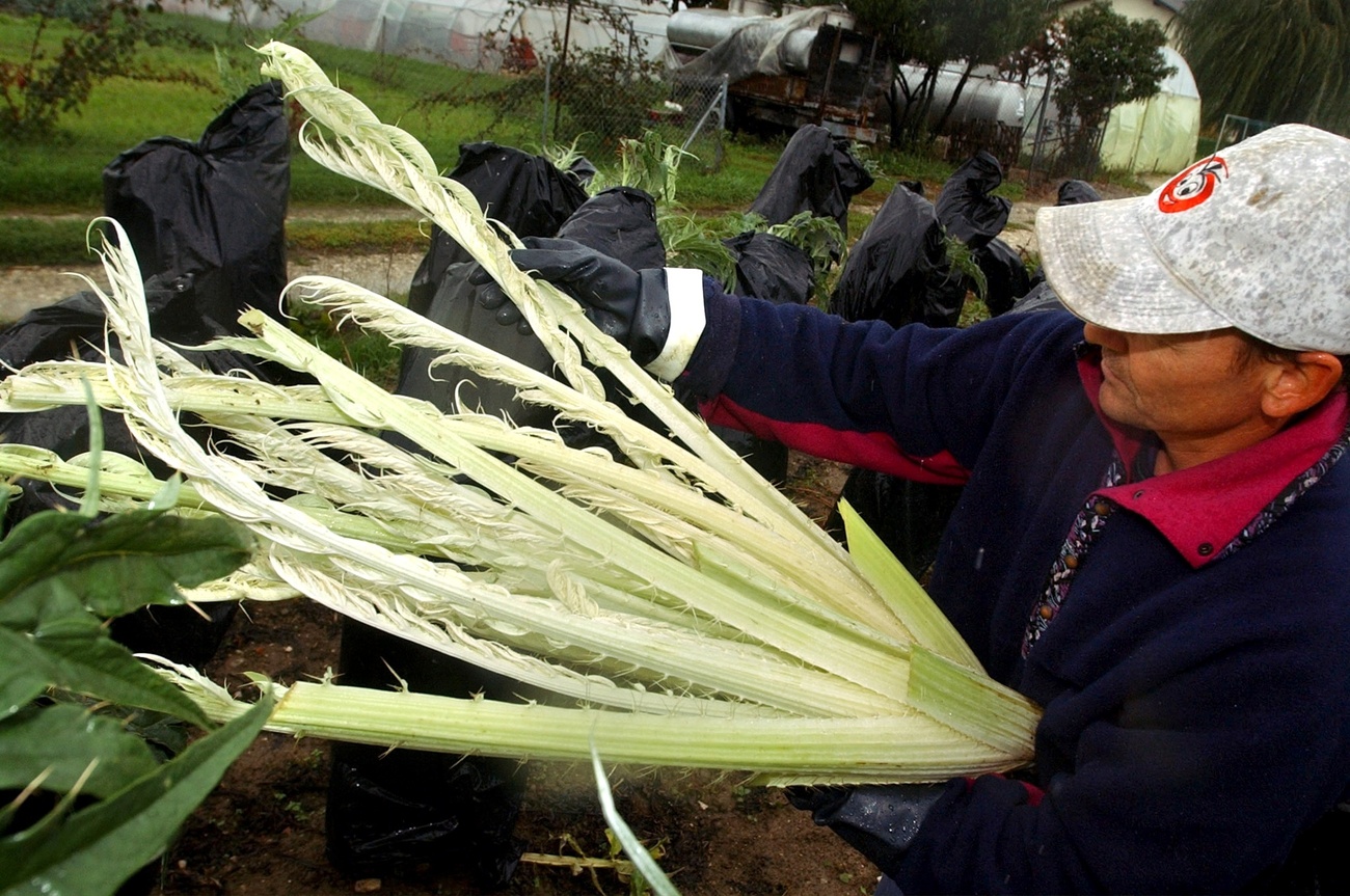 Plan of thorny cardoon.
