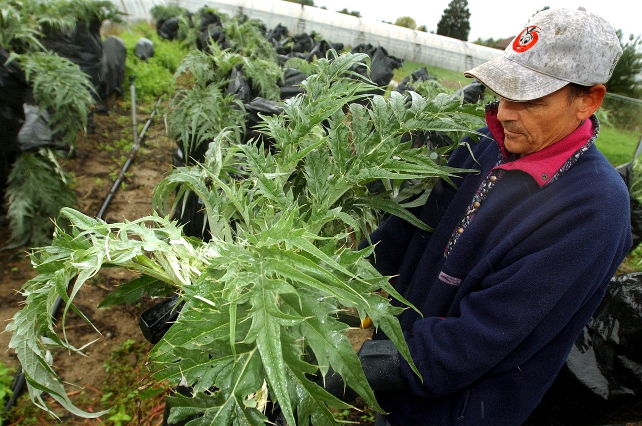 Geneva thorny cardoon.
