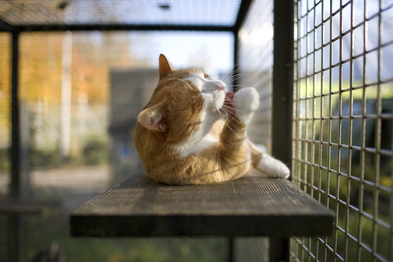un gatto rosso si lecca la zampa frontale destra