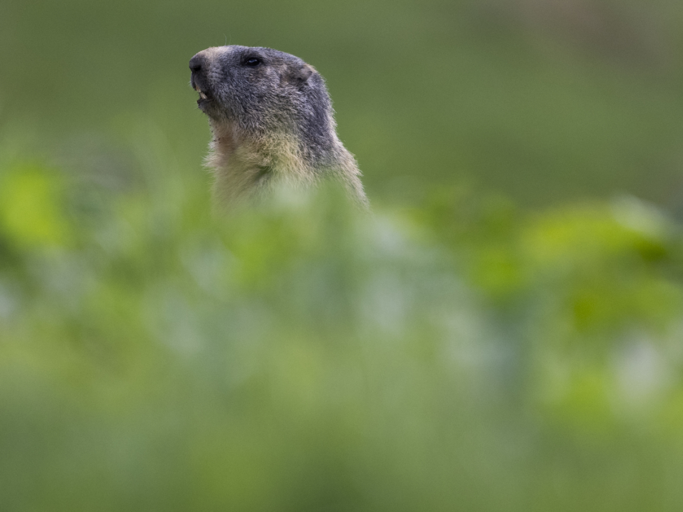 WWF picks winners and losers of the year 2025 in the animal kingdom