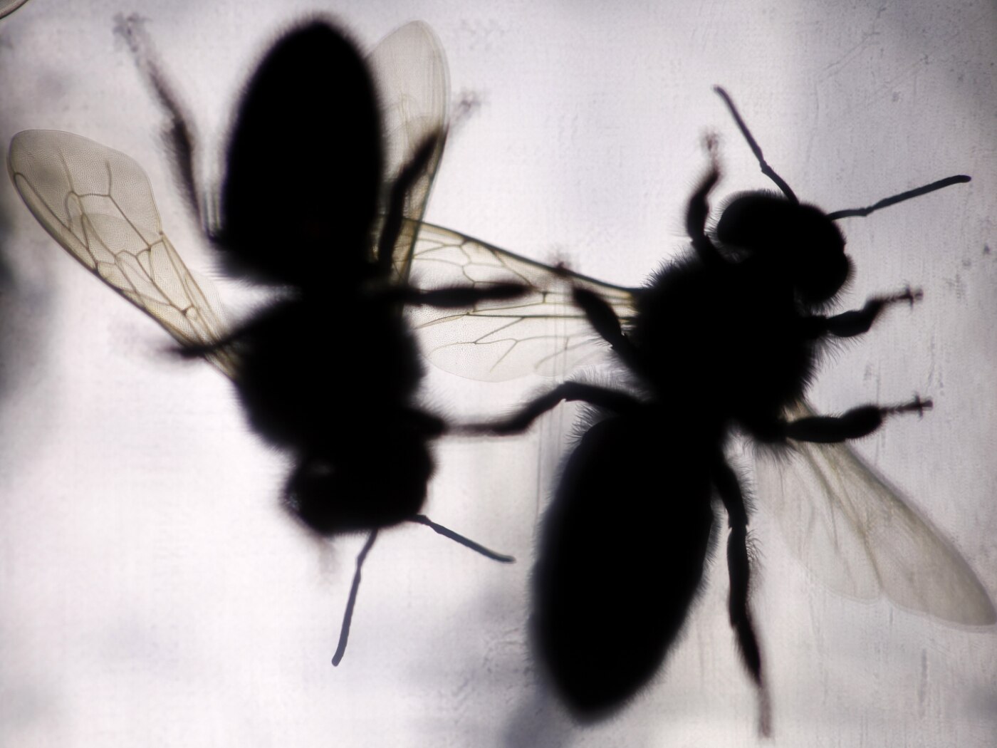 Weather radar to count flying insects