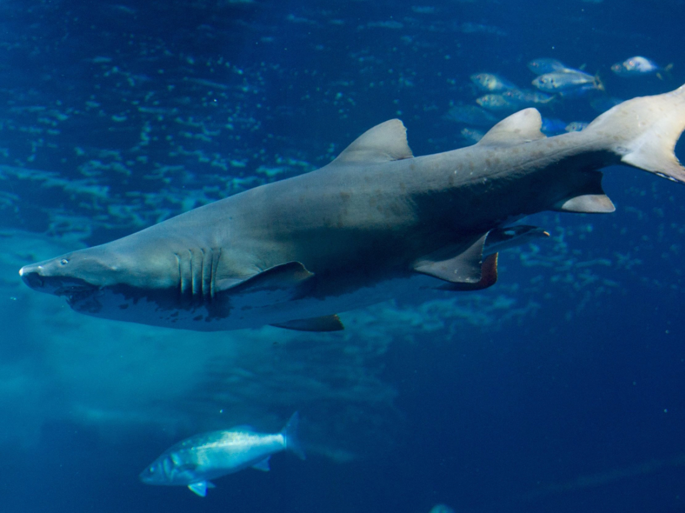 "Young" shark species have a higher risk of extinction
