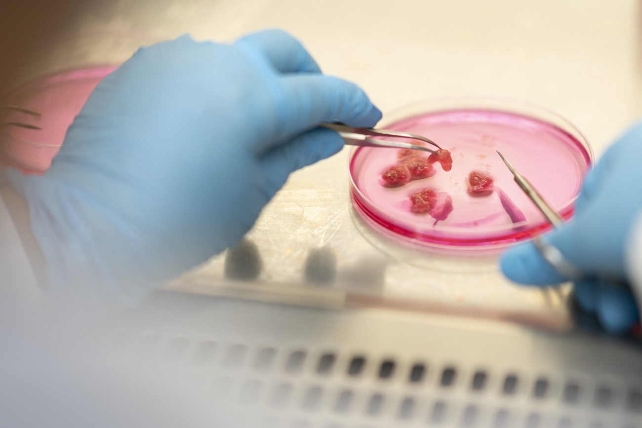 Carne in laboratorio.