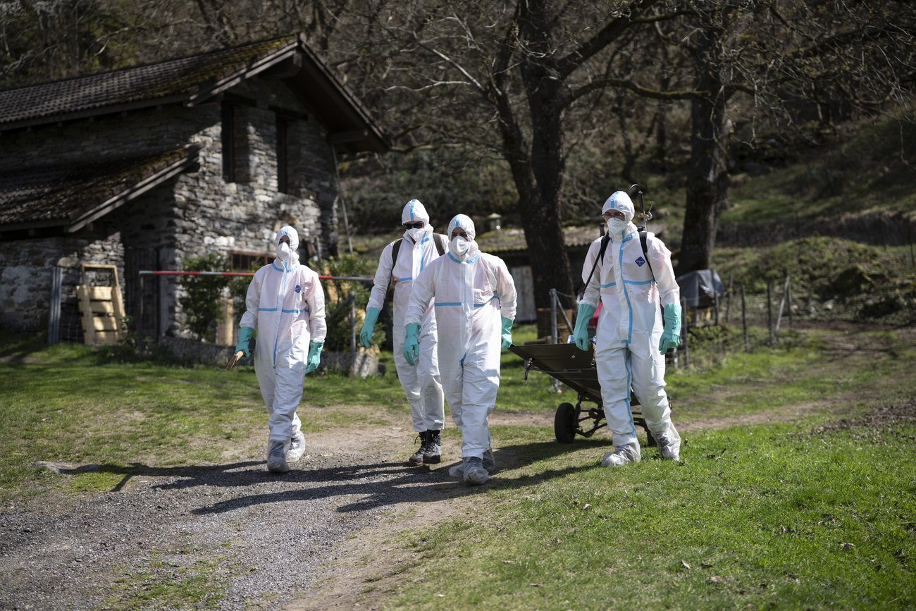 在格劳宾登州为应对非洲猪瘟而组织的 "PSANOS "疫情演习中，民防人员运送了一头野猪的尸体。这次演习于 4 月 3 日星期四在格罗诺举行。迄今记录的最北猪瘟病例是在意大利发现的，距离瑞士边境仅 60 公里。