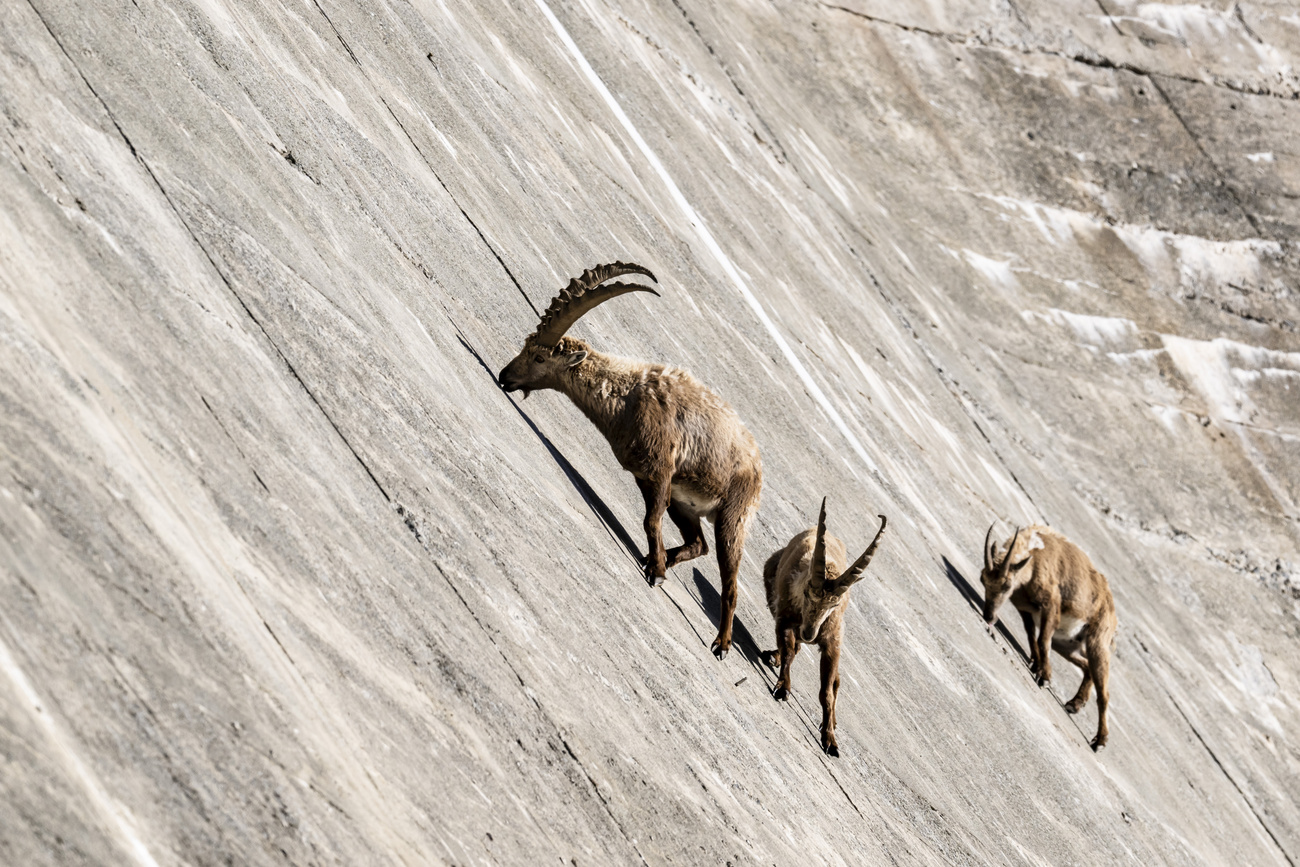 2025 年 5 月 16 日星期五，在瓦莱州埃维翁纳兹，山羊沿着萨兰夫大坝的墙壁行走，寻找硝石。萨拉菲大坝位于瓦莱州埃维翁纳兹市，高 52 米，坡度为 75 度。
