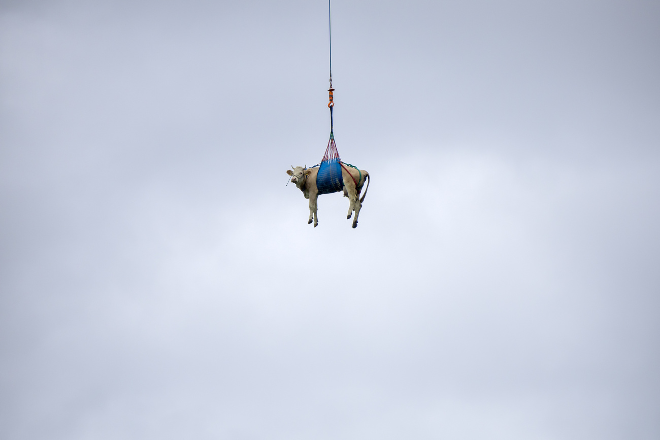 2025 年 5 月 20 日星期二，一头奶牛被直升机从洛申塔山谷比特施霍恩（Bietschhorn）附近的山体滑坡区空运至费尔登（Ferden）的一个农场。由于存在落石风险，洛钦塔尔山谷的布拉滕 VS 村不得不全面疏散，约 300 名居民受到影响。