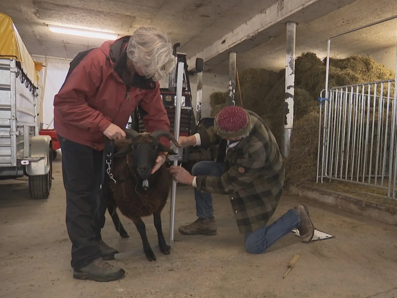 The assessment of sheep is currently very short. The Confederation believes that this is no longer up to date. It needs to be more detailed. The breeding organisations fear that breeders could now stop breeding.