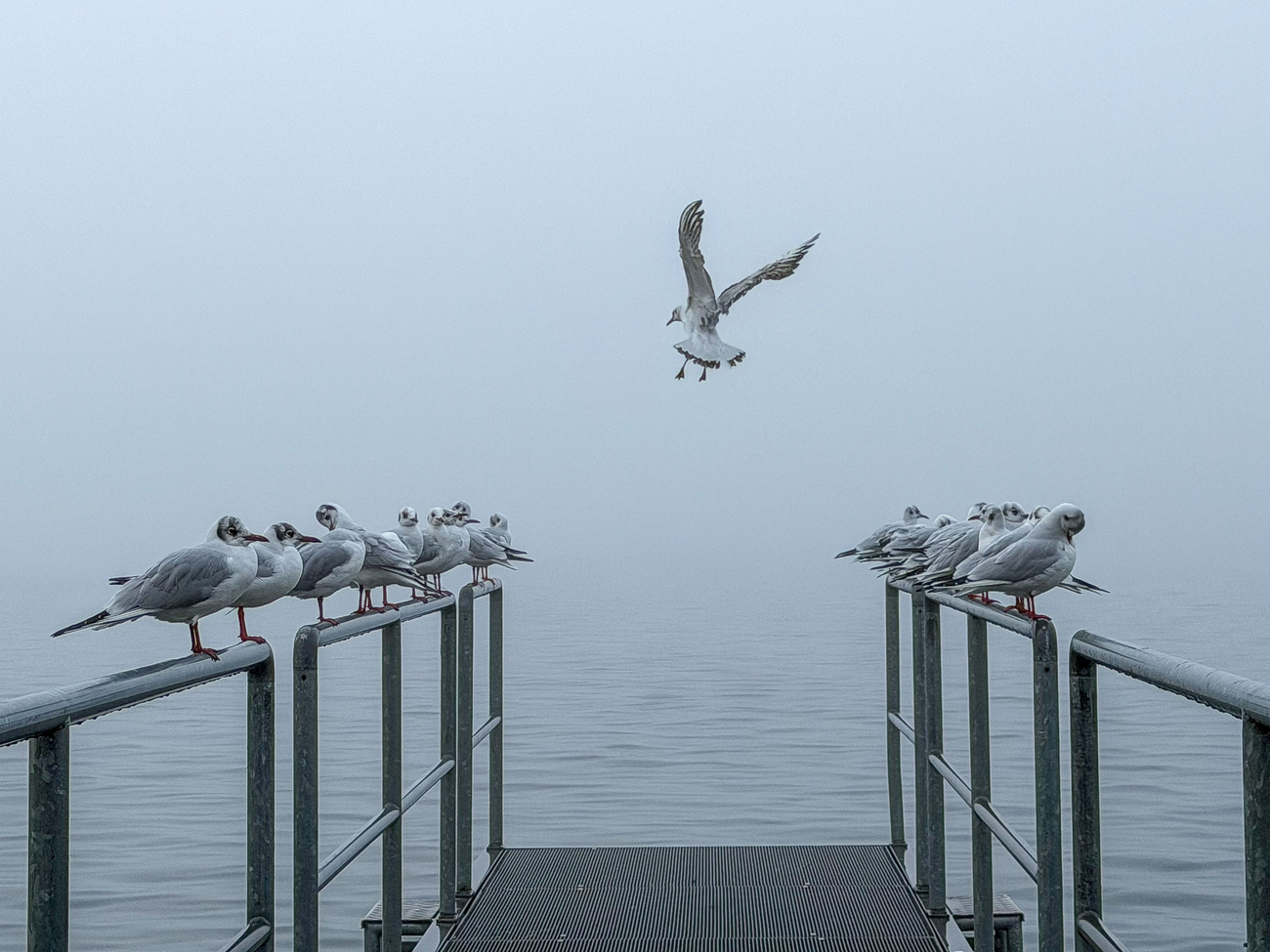 12 月雾蒙蒙的早晨，海鸥坐在森帕赫码头的栏杆上。摄于 2025 年 12 月 9 日。