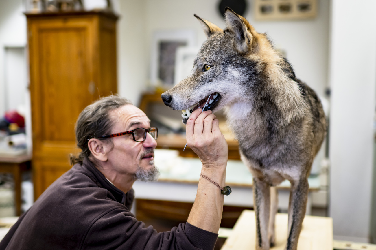 Persona tocca lupo imbalsamato