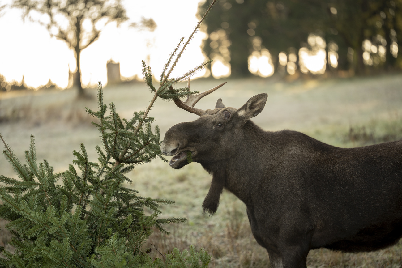 alce che mangia gli aghi di un abete