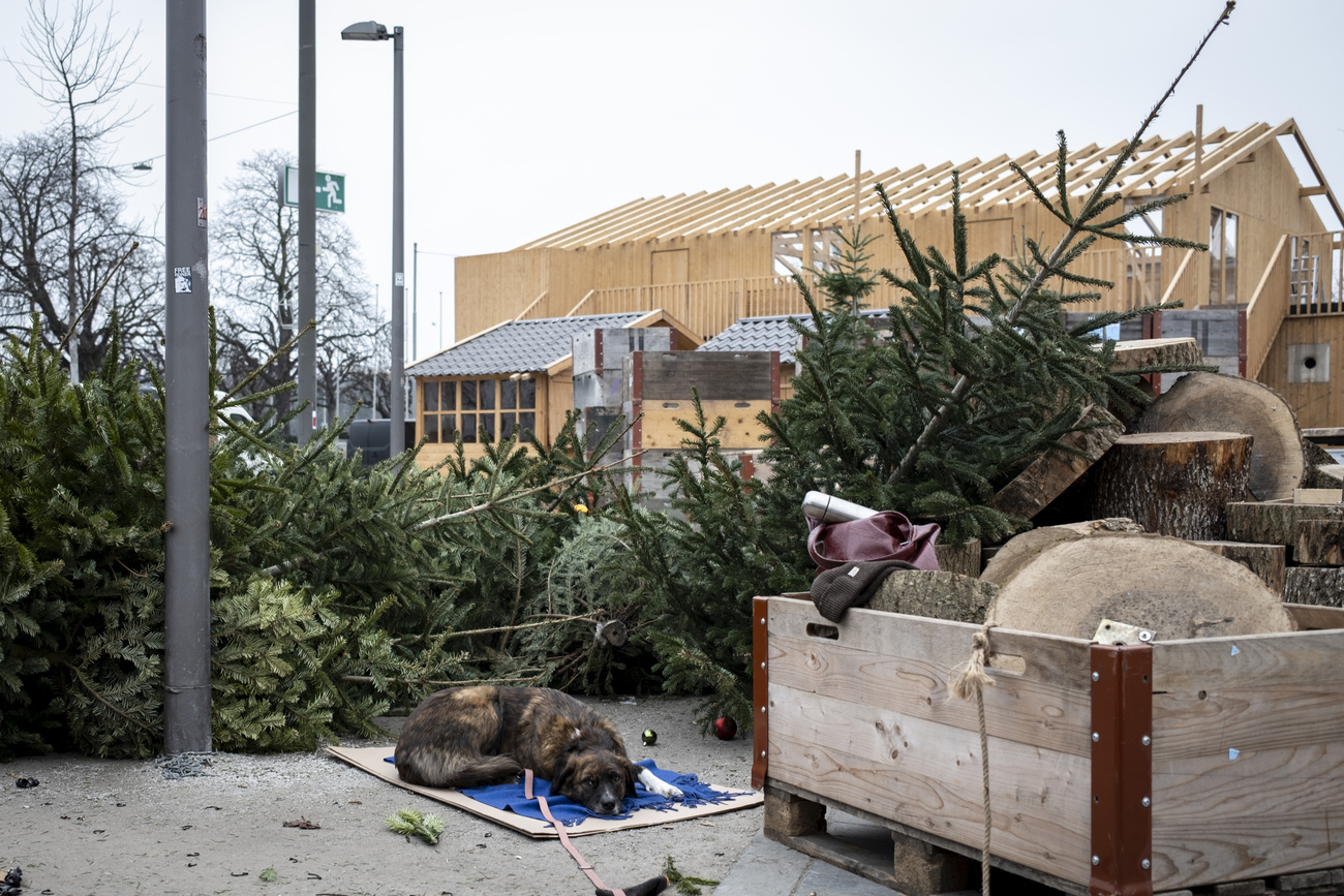 cane tra abeti recisi e strutture di legno