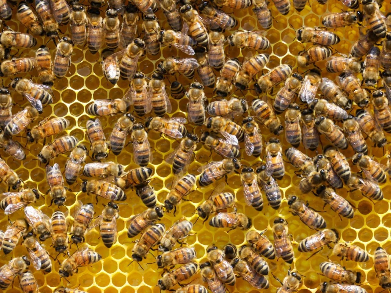 Une activité intense : Des abeilles en déplacement sur un rayon de miel.