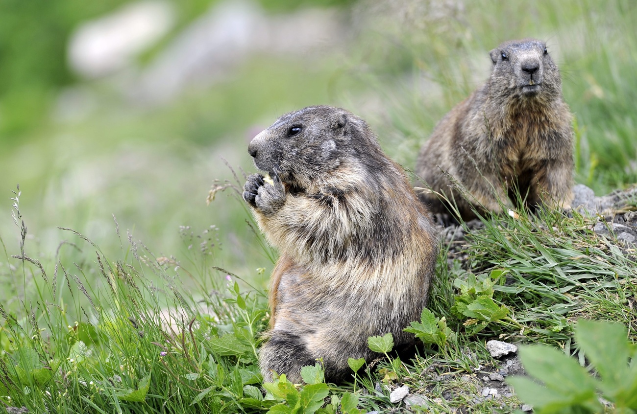 Des marmottes au col de la Furka.