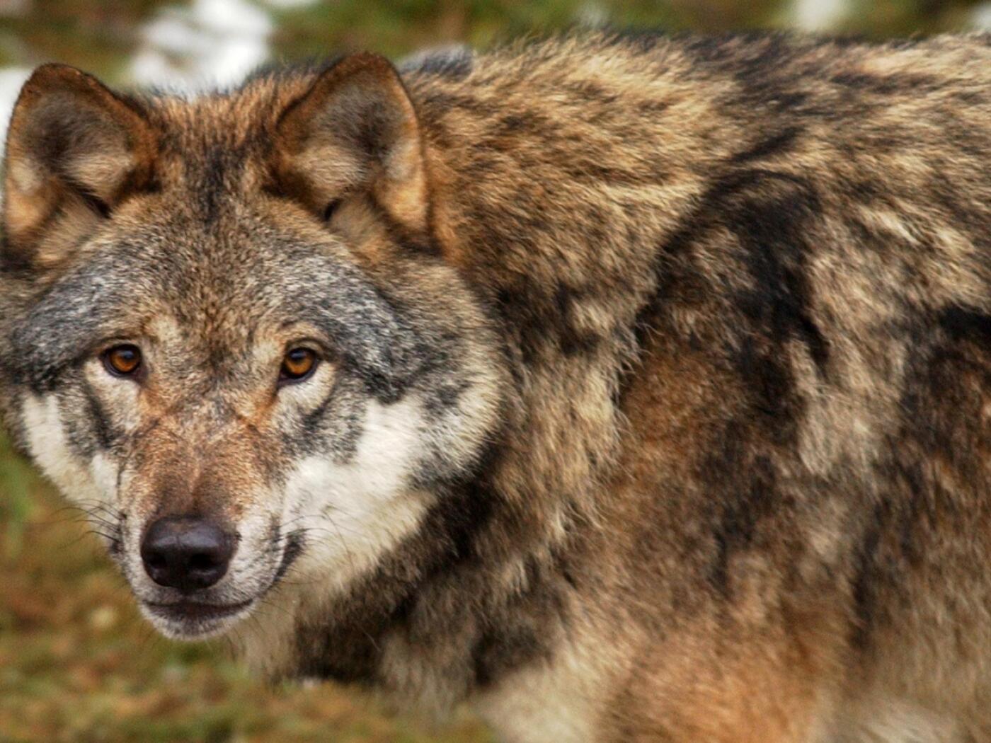 Swiss canton culls 16 wolves in 10 weeks - SWI swissinfo.ch
