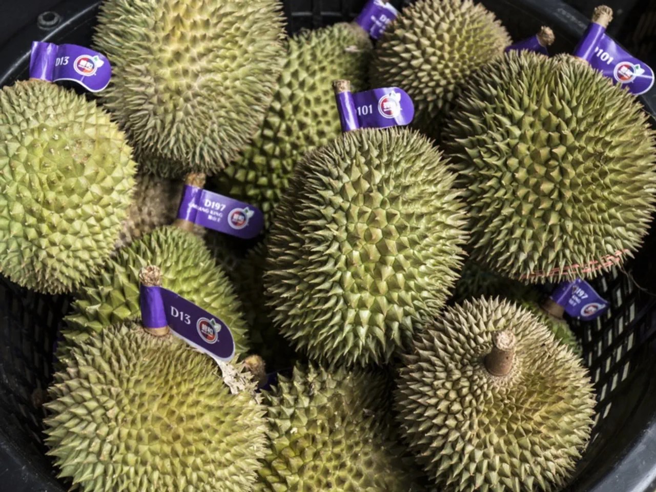 Gärende Stinkfrucht: Gasalarm in Zürich entpuppt sich als falscher Alarm: Statt eines Lecks sorgte eine gärende Durian-Frucht – bekannt als «Stinkfrucht» – in einem Container vor einem Lebensmittelgeschäft für den penetranten Geruch. Niemand war gefährdet.