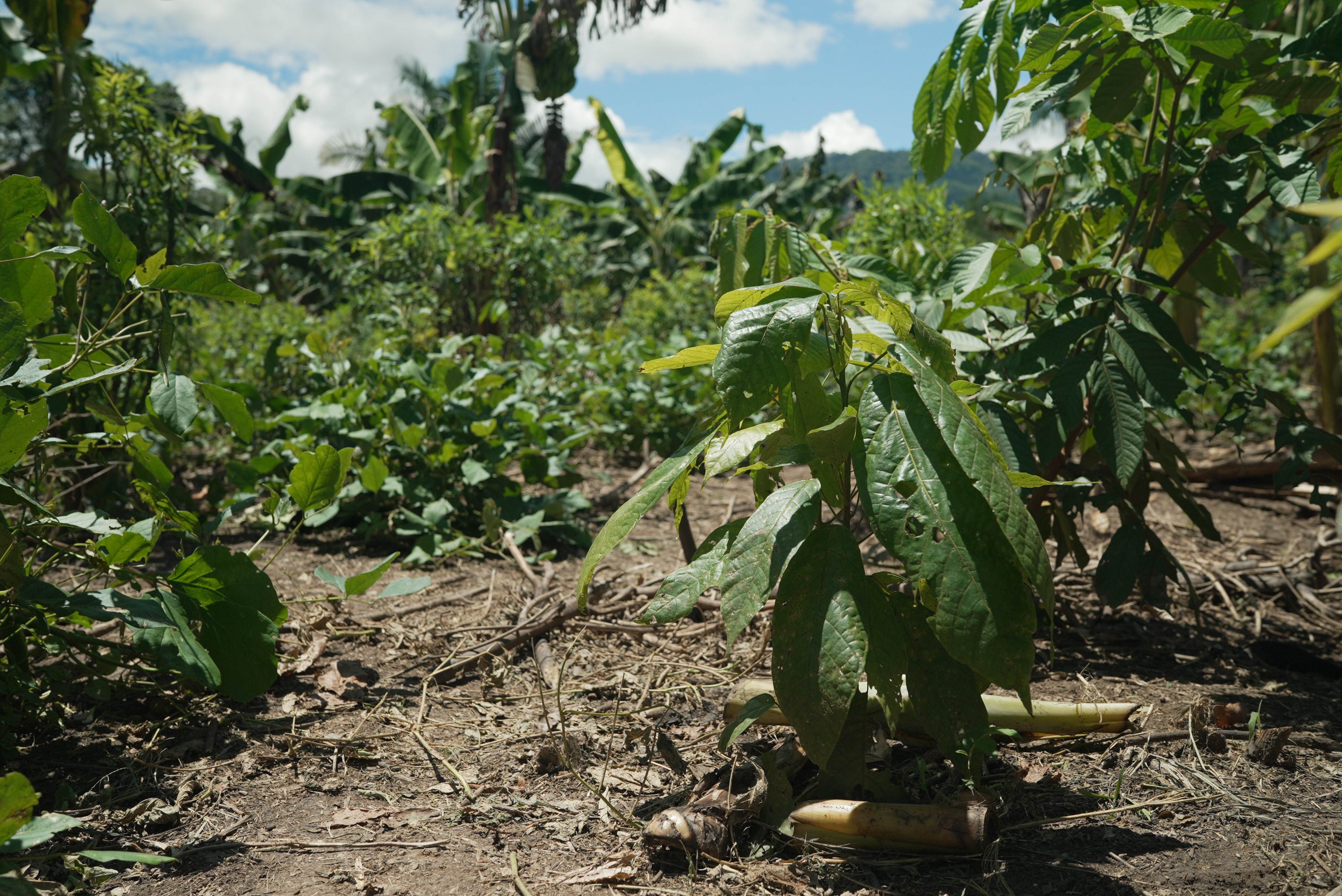 A cocoa tree in Peru