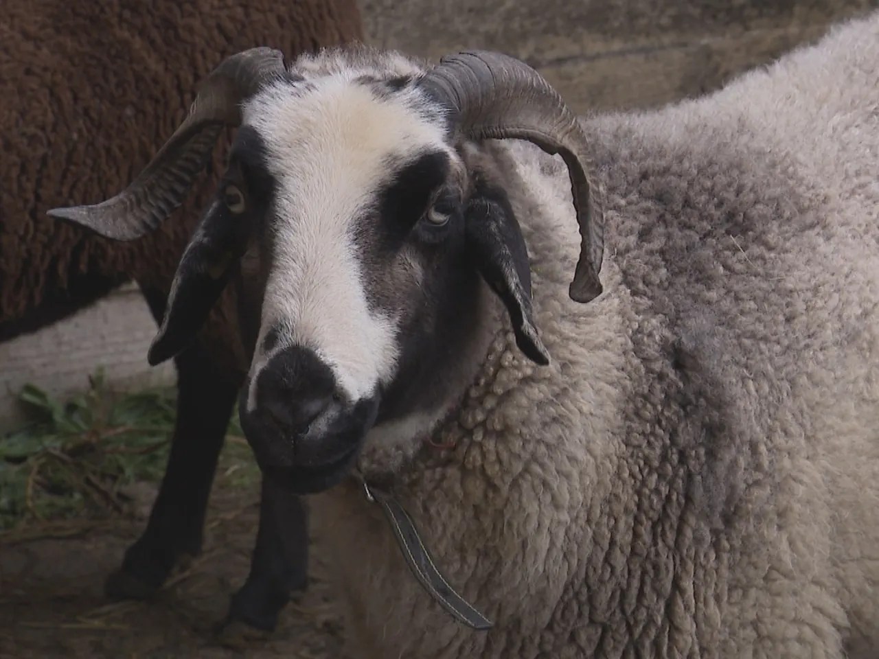 Around 1,500 Graubünden Oberland sheep currently live in Switzerland.