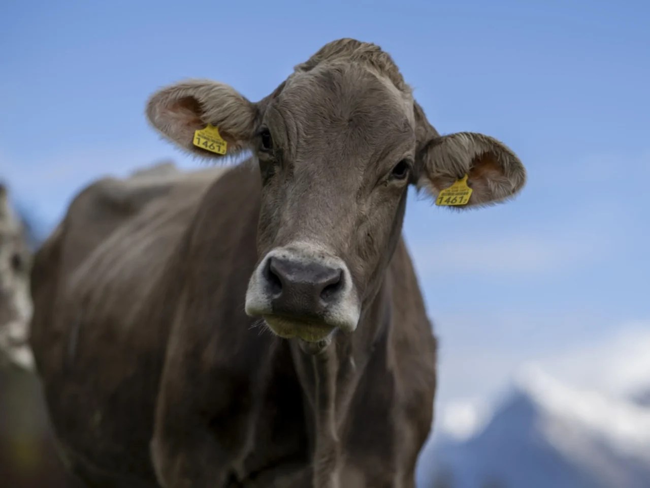 Switzerland has 126 million kilograms too much milk.