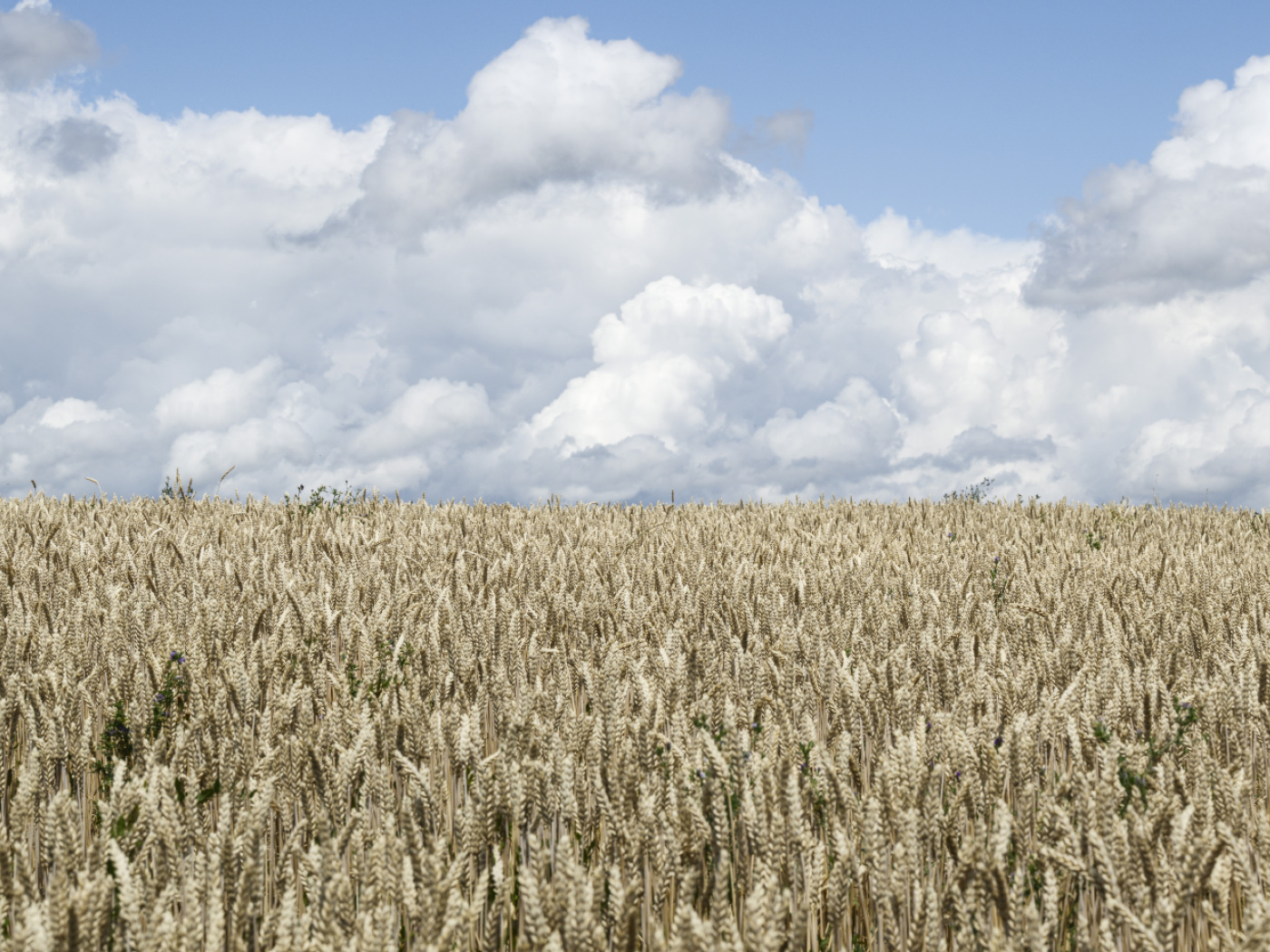 A year of contrasts for Swiss agriculture