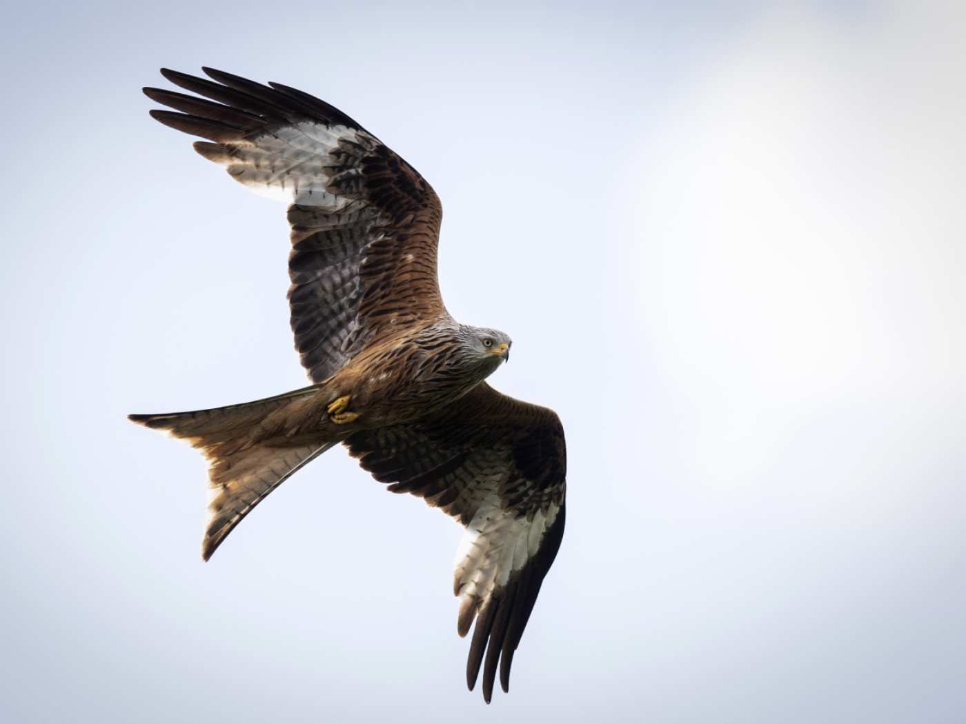 Covid pandemic forced red kites to change feeding behaviour