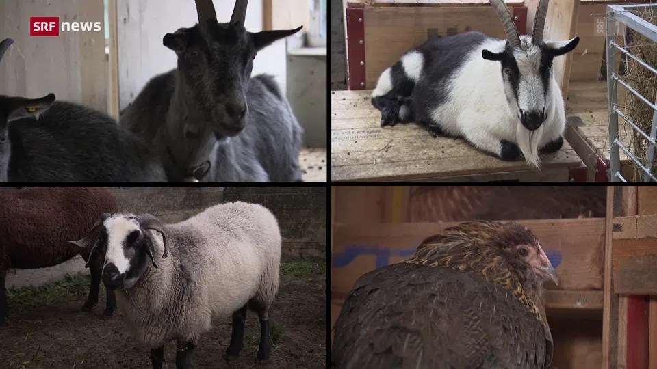 Are traditional Swiss livestock breeds at risk of extinction? Are traditional Swiss livestock breeds at risk of extinction?