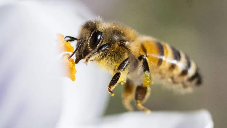 Pourquoi y a-t-il beaucoup plus de miel suisse que l'année précédente ?