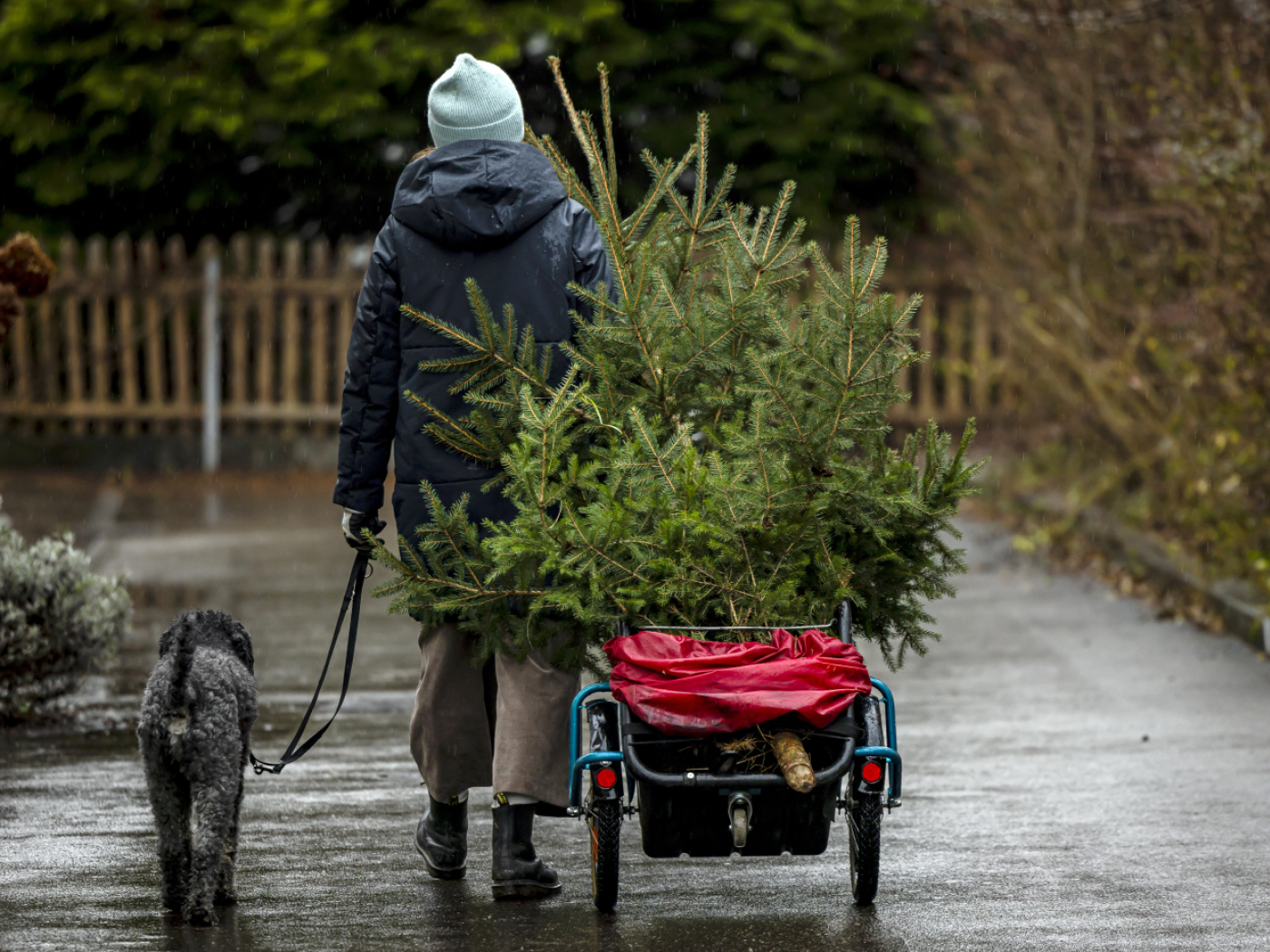 How sustainable are Christmas trees?