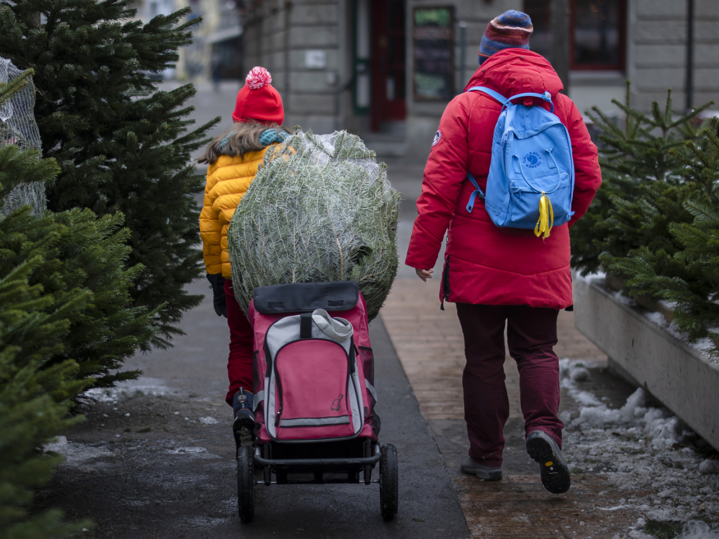 Popular tradition: 1.7 million Christmas trees sold every year