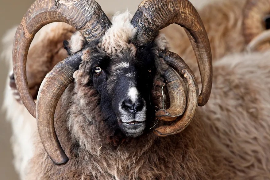 瑞士村飼養的稀有動物之一：Navajo-Churro綿羊。