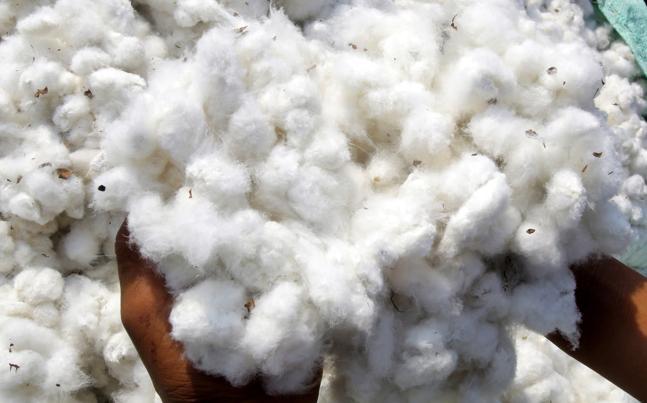 По данным SRF, первые плантации нужных сортов хлопка появились под Одессой в 2024 году.