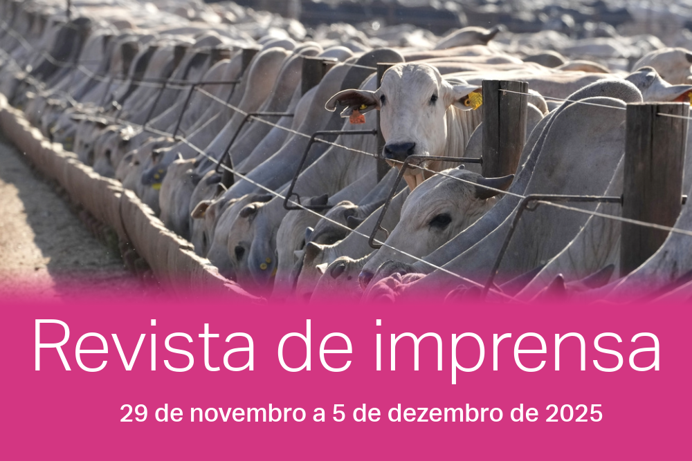Gado se alimenta em um confinamento operado pelo grupo Otavio Lage em Goianésia, estado de Goiás. Europeus dizem que criadores brasileiros continuam enchendo o gado de hormônios e antibióticos.