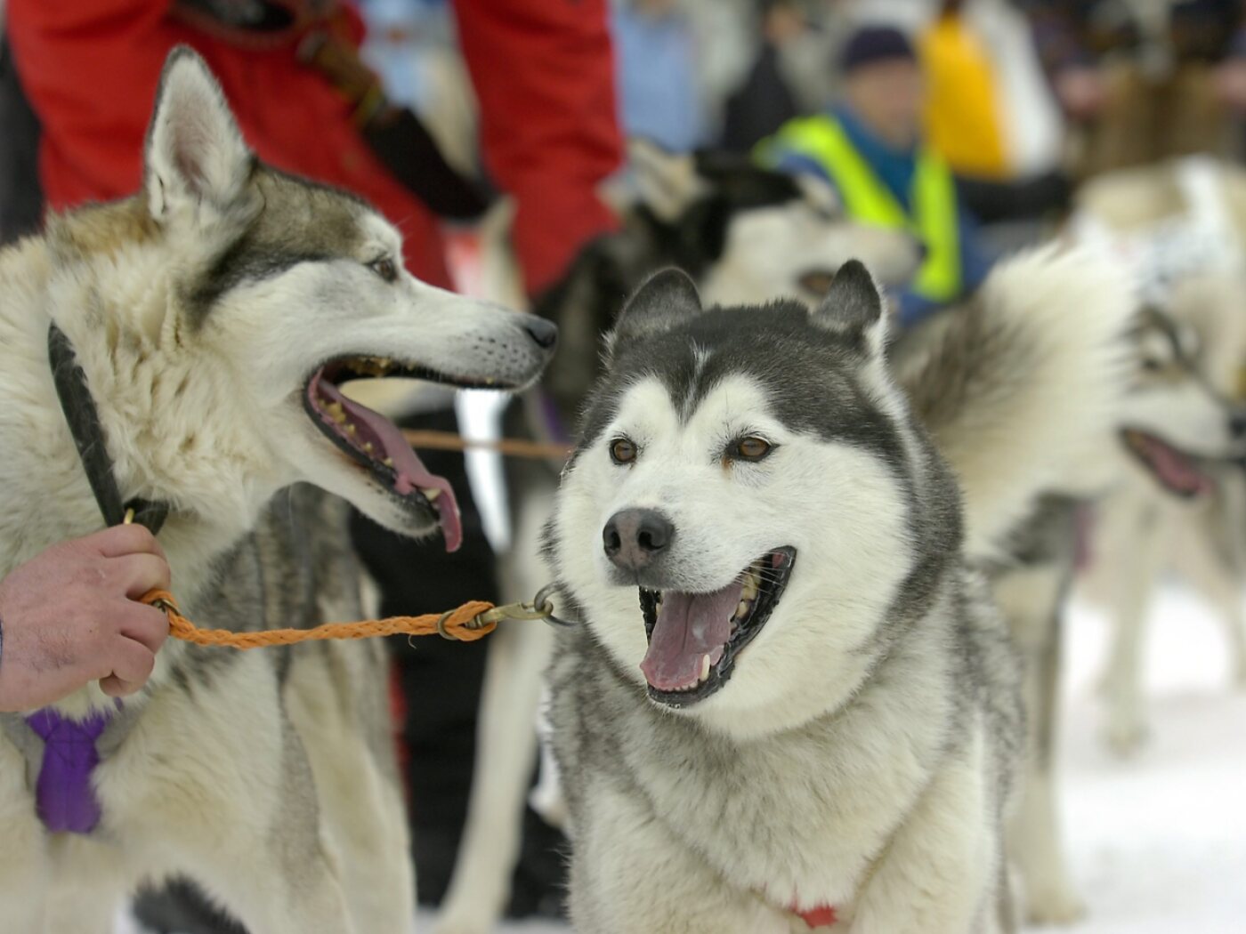 Climate change forces Swiss dog race to take place on grass