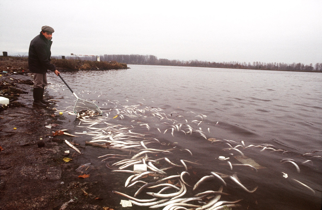 A polluted river, many dead fish floating in it