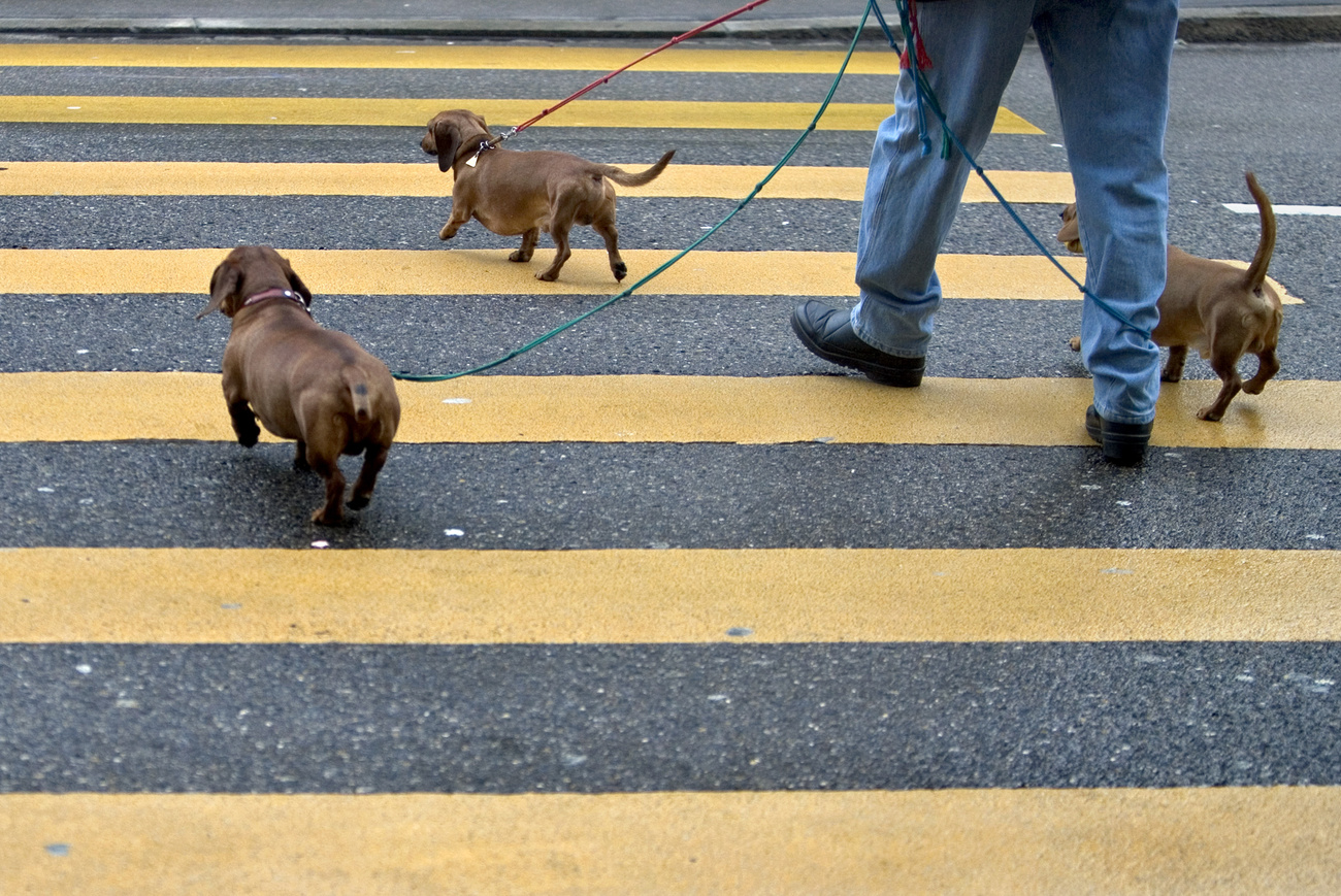 A man and three dachshunds on the pedestrian crossing.