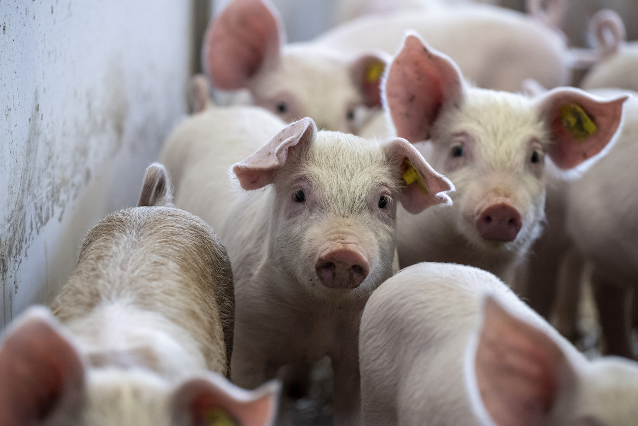 Die Schweiz produziert Überschüsse an Schweinefleisch: Blick in einen Stall im Kanton Luzern.