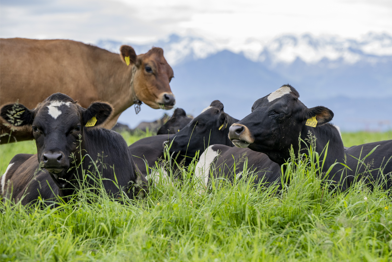 Switzerland produces too much milk: cows grazing in Rothenburg, Canton Lucerne.
