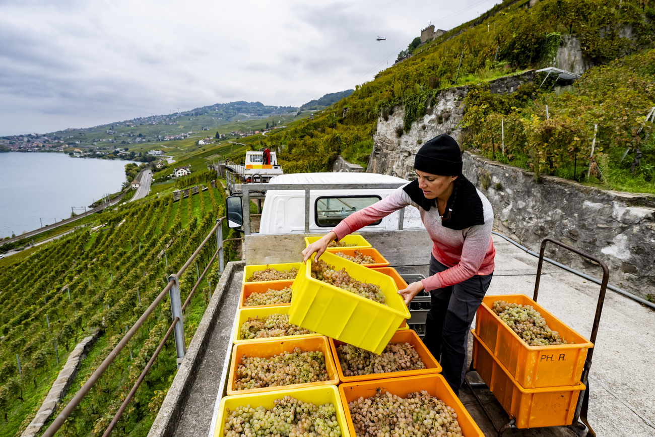 Switzerland produces surplus wine: harvesting organic wine on Lake Geneva.