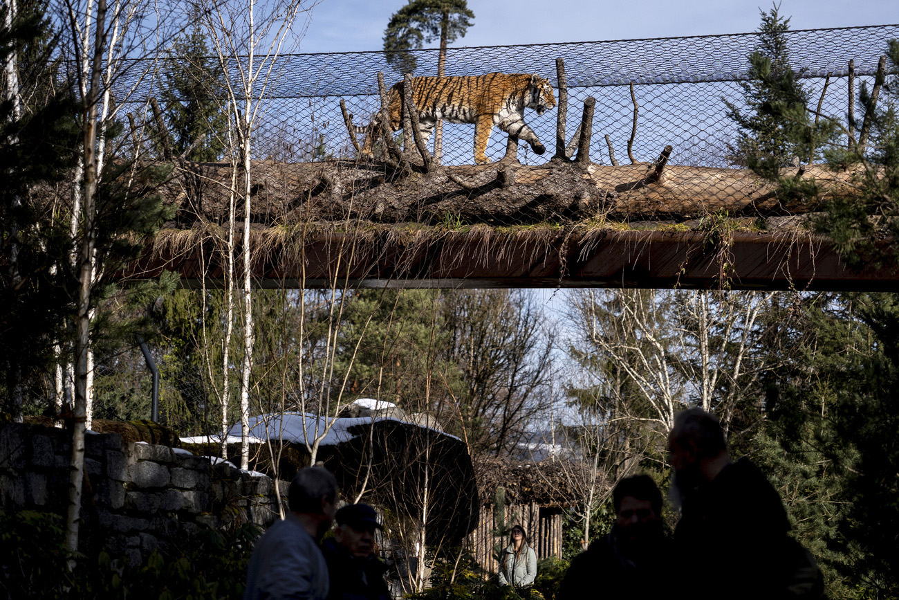 tigre su una passeralla allo zoo