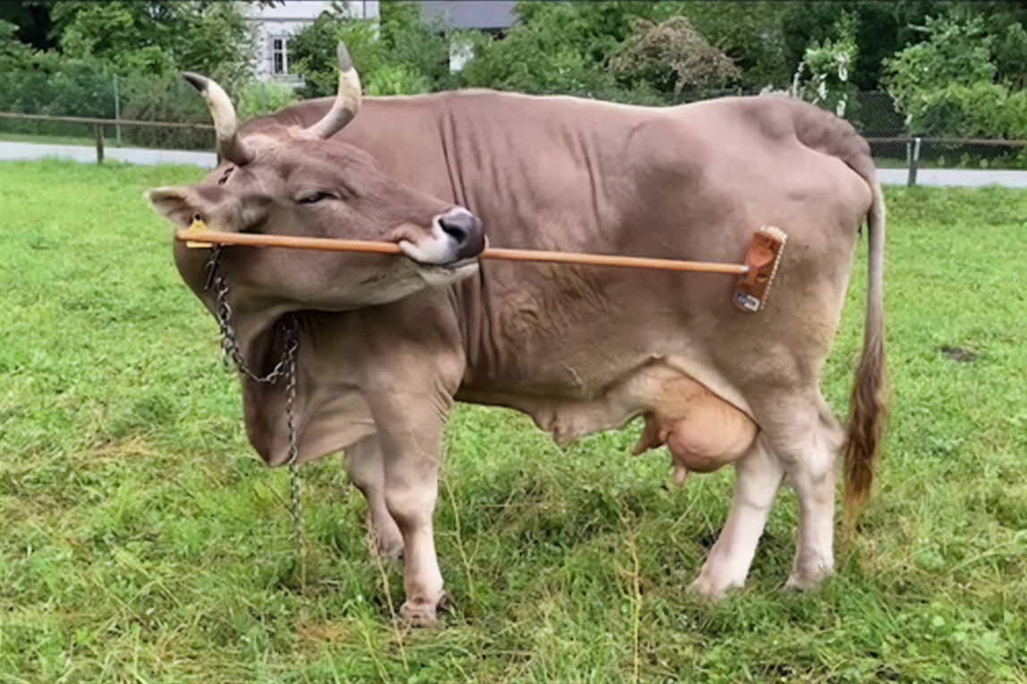 cow using tool