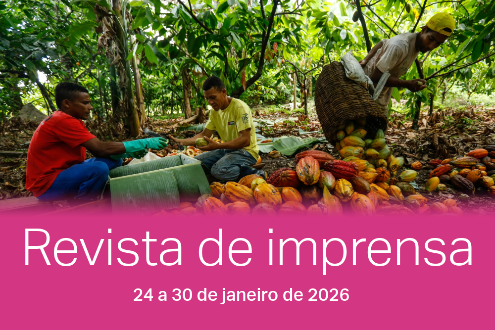 A indústria do cacau no Brasil avança, mas as condições de trabalho permanecem atrasadas.