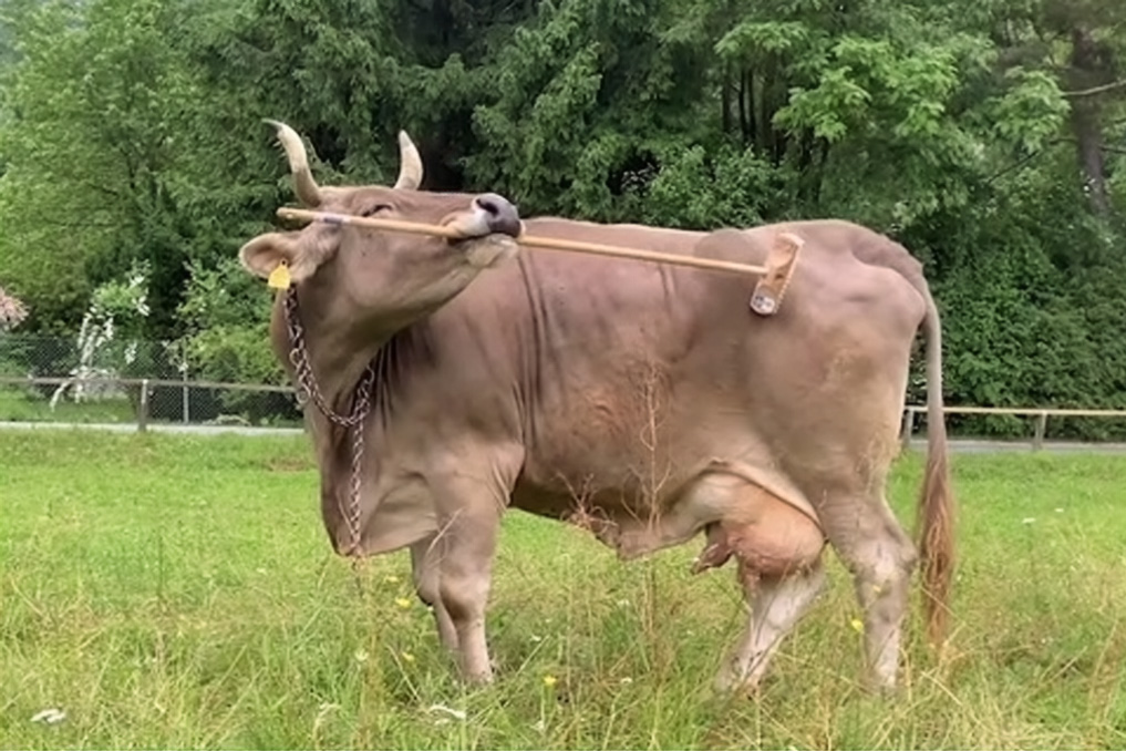 Mucca si gratta con scopa di legno che regge in bocca