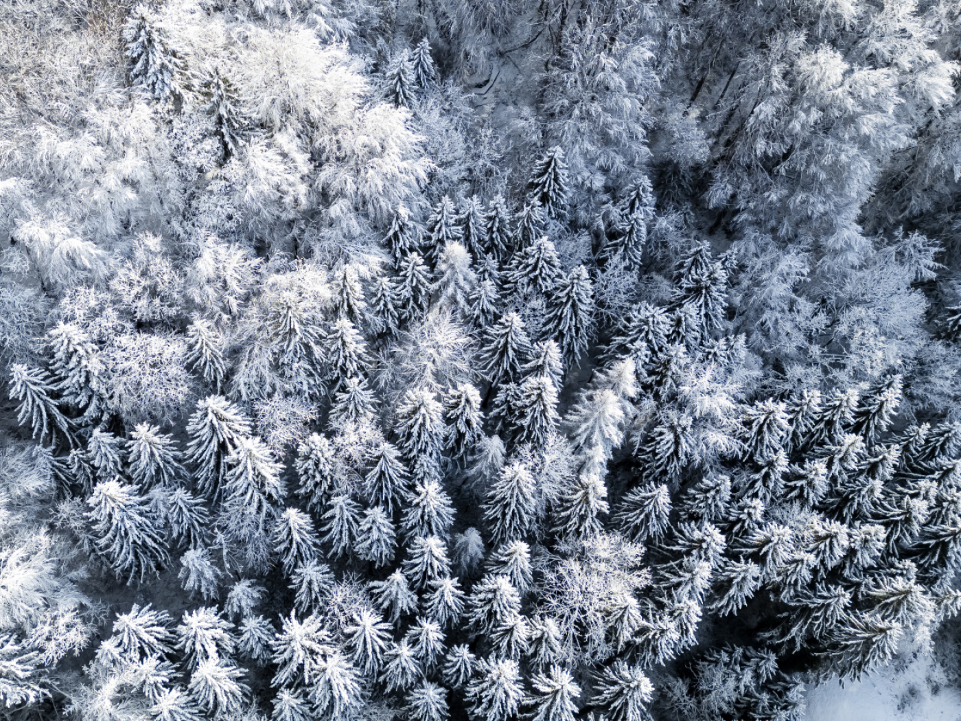 Swiss trees grow less despite early spring